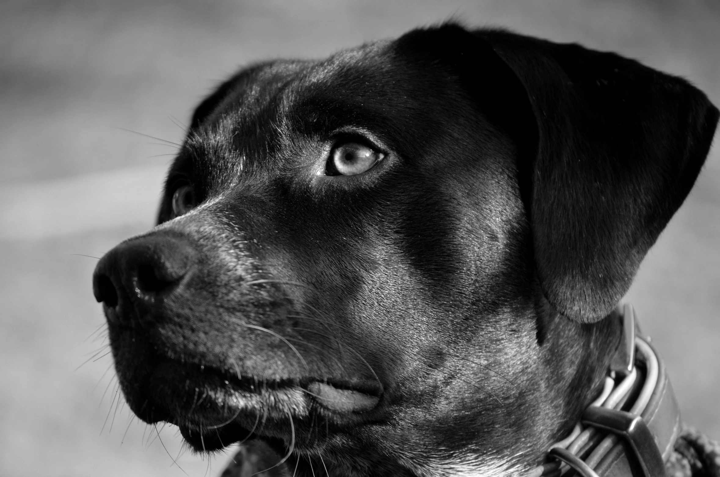 a close up of a dog wearing a collar, a black and white photo, by Jan Rustem, pixabay, photorealism, portrait of black labrador, pits, hunting, portait photo profile picture