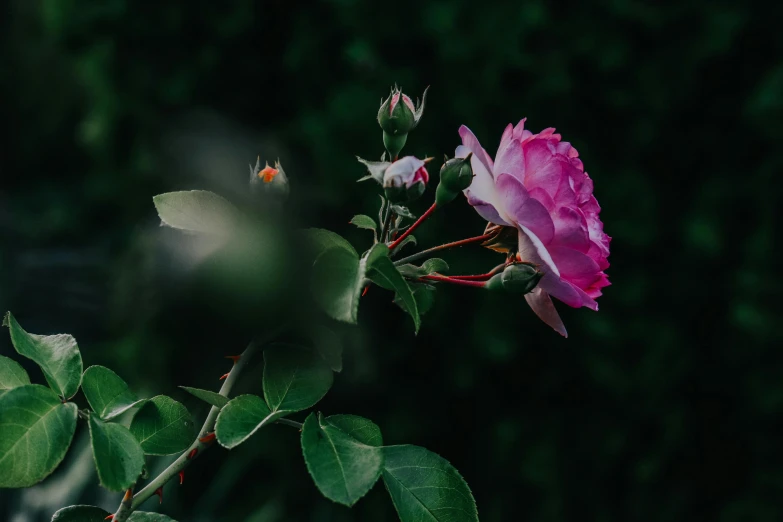 a close up of a flower with a blurry background, pexels contest winner, romanticism, a few roses, spooky photo, unsplash 4k, green and pink