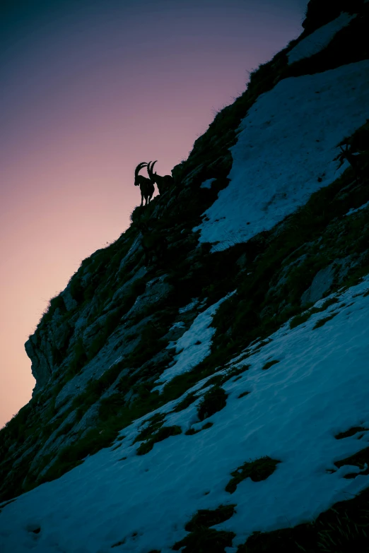 a mountain goat standing on top of a snow covered slope, a picture, unsplash contest winner, figuration libre, late summer evening, silhouetted, climbing, action photo