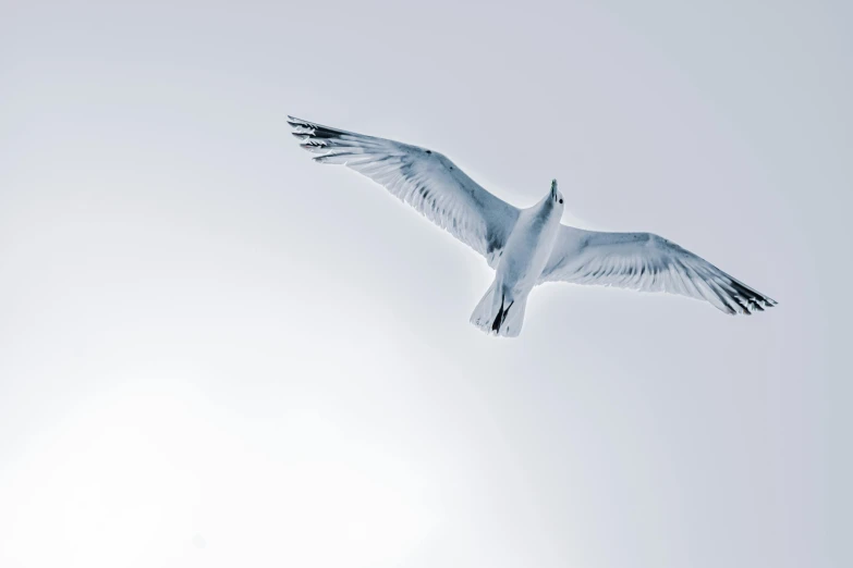 a bird that is flying in the sky, an album cover, pexels contest winner, minimalism, white wings, silver wings, 2 0 2 2 photo, eye level shot