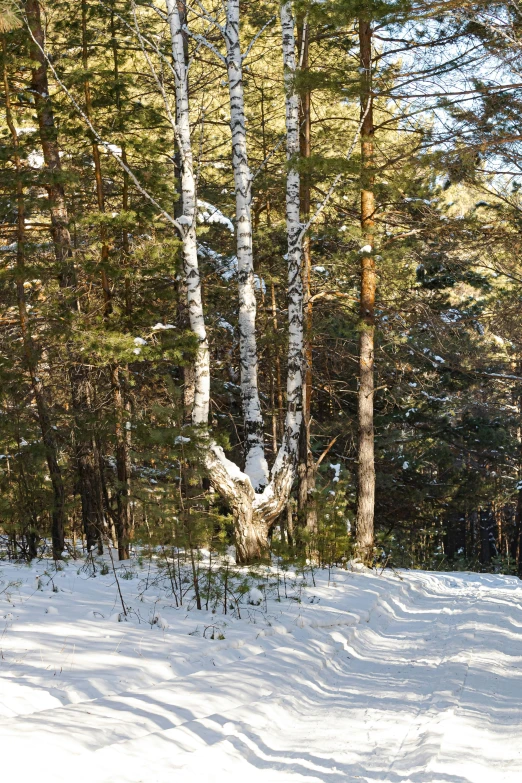 a man riding a snowboard down a snow covered slope, a picture, inspired by Ivan Shishkin, unsplash, romanticism, birch forest clearing, large tree casting shadow, panorama, huge tree trunks