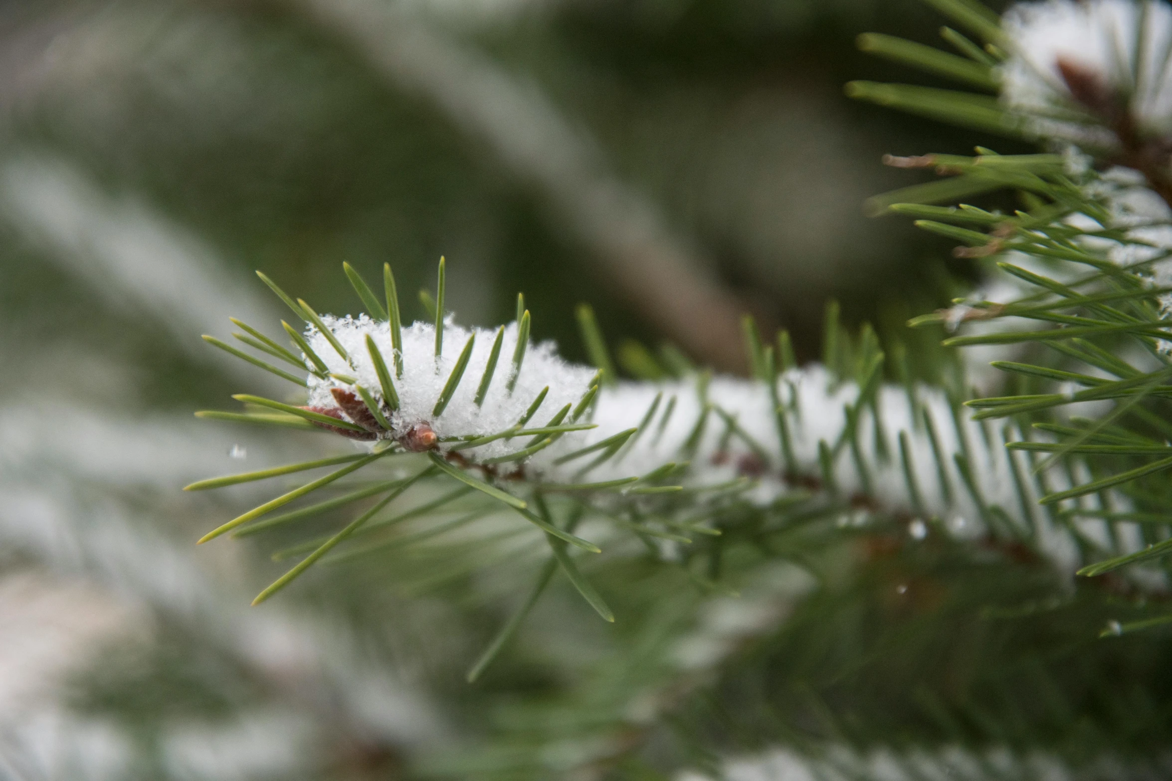 a close up of a pine tree with snow on it, by Andrew Domachowski, pexels, paul barson, contain, creating a soft, a green