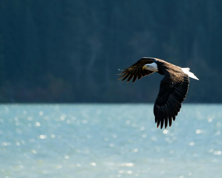 a bald eagle flying over a body of water, by Jacob Duck, pexels contest winner, whistler, fan favorite, lake view, slide show