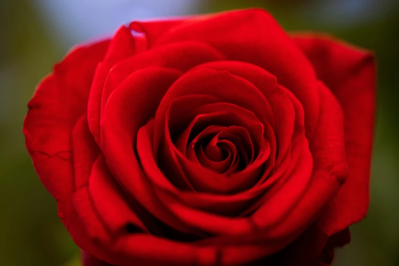 a close up of a red rose with a blurry background, by Robbie Trevino, pexels contest winner, romanticism, blue, large shot, romantic lead, low detailed
