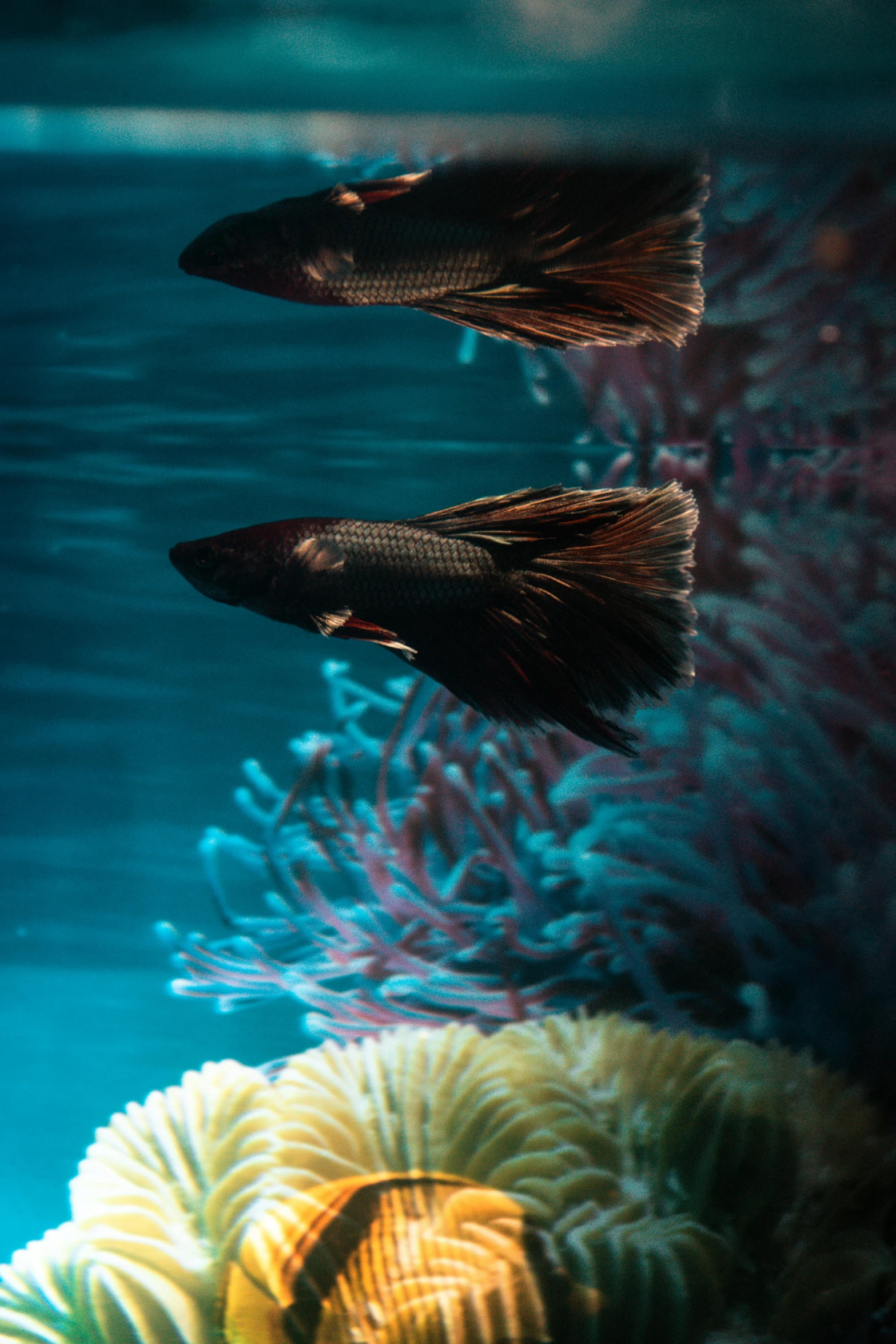 a couple of fish that are swimming in some water, a portrait, flickr, award winning color photo, aisles of aquariums, brown, unsplash photo contest winner