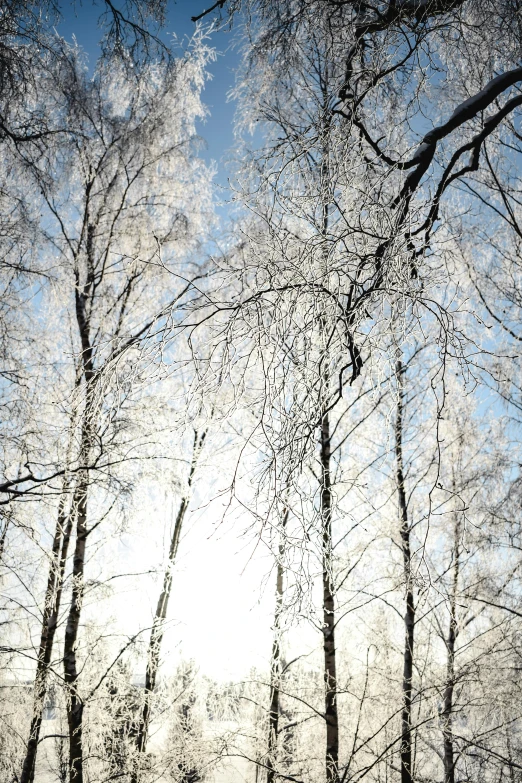 a group of trees that are covered in snow, inspired by Bruno Liljefors, unsplash, romanticism, sun dappled, icicles, soft light - n 9, low angle 8k hd nature photo
