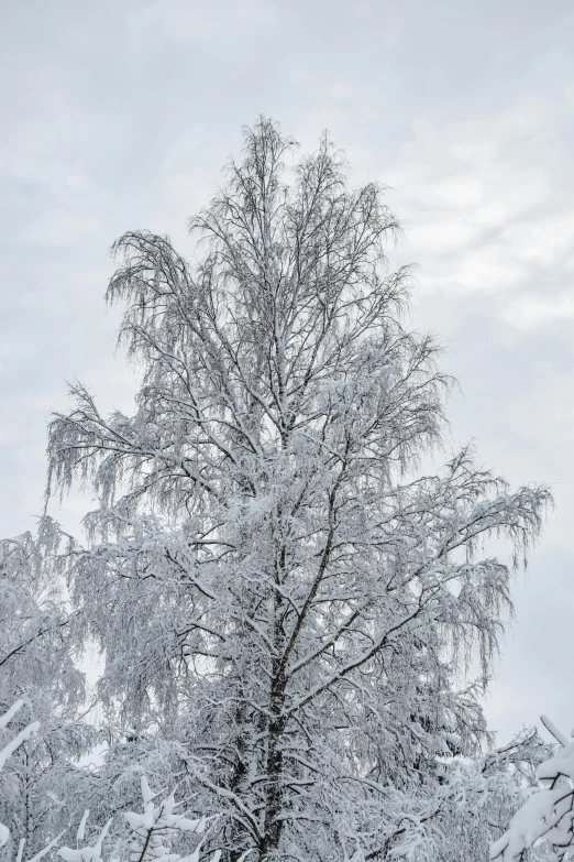 a group of trees covered in snow on a cloudy day, inspired by Bruno Liljefors, pexels contest winner, giant white tree, icicle, silver，ivory, christmas tree