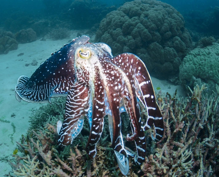 a cuttle sitting on top of a coral reef, long flowing fins, long claws, waving at the camera, subtle detailing