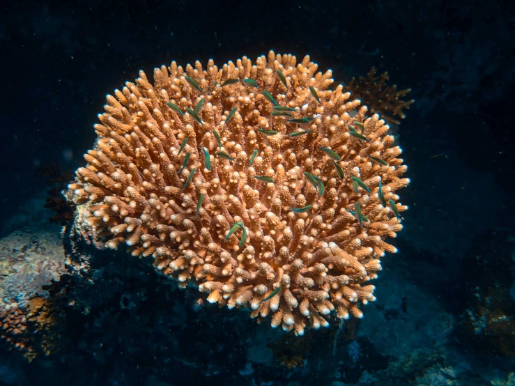 a close up of a coral on a reef, unsplash, hurufiyya, birdseye view, buds, in the middle of a small colony, jen atkin