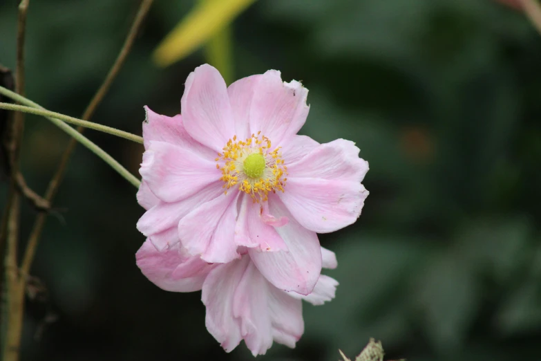 a close up of a pink flower on a plant, by David Simpson, unsplash, himalayan poppy flowers, light pink mist, october, miniature cosmos