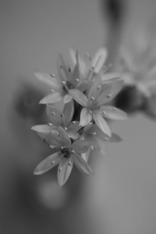 a black and white photo of a bunch of flowers, a macro photograph, by Ai-Mitsu, plants, soft blur, soft light - n 9, tiny stars