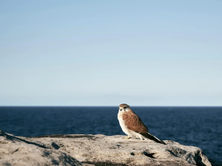 a bird sitting on top of a rock next to the ocean, a portrait, falcon, clear skies in the distance, brown, midday photograph