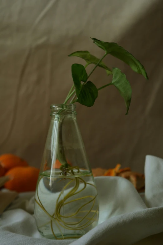 a close up of a vase with a plant in it, a still life, inspired by Gerrit Dou, unsplash, peeled oranges, low quality photo, bottle, twisting organic tendrils