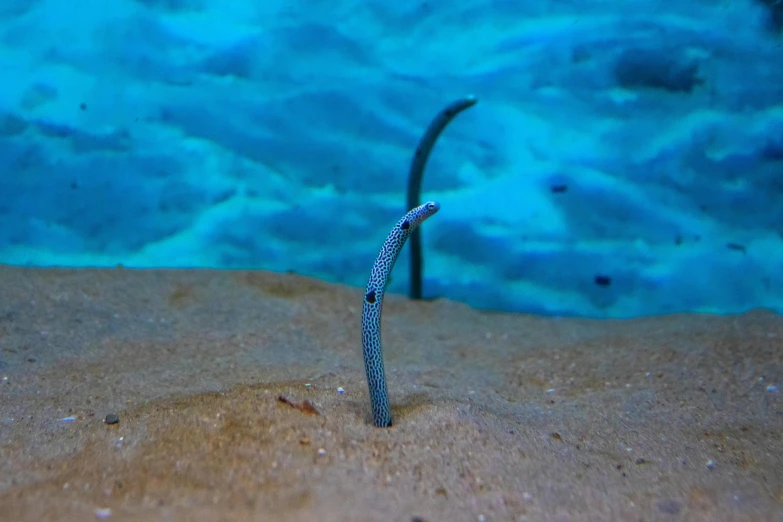 a close up of a fish on a sandy surface, a macro photograph, by Adam Marczyński, unsplash, surrealism, ethereal eel, okinawa churaumi aquarium, stick poke, ✨🕌🌙