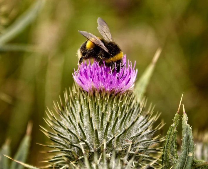 a bee sitting on top of a purple flower, by Alison Watt, pexels, thistles, avatar image