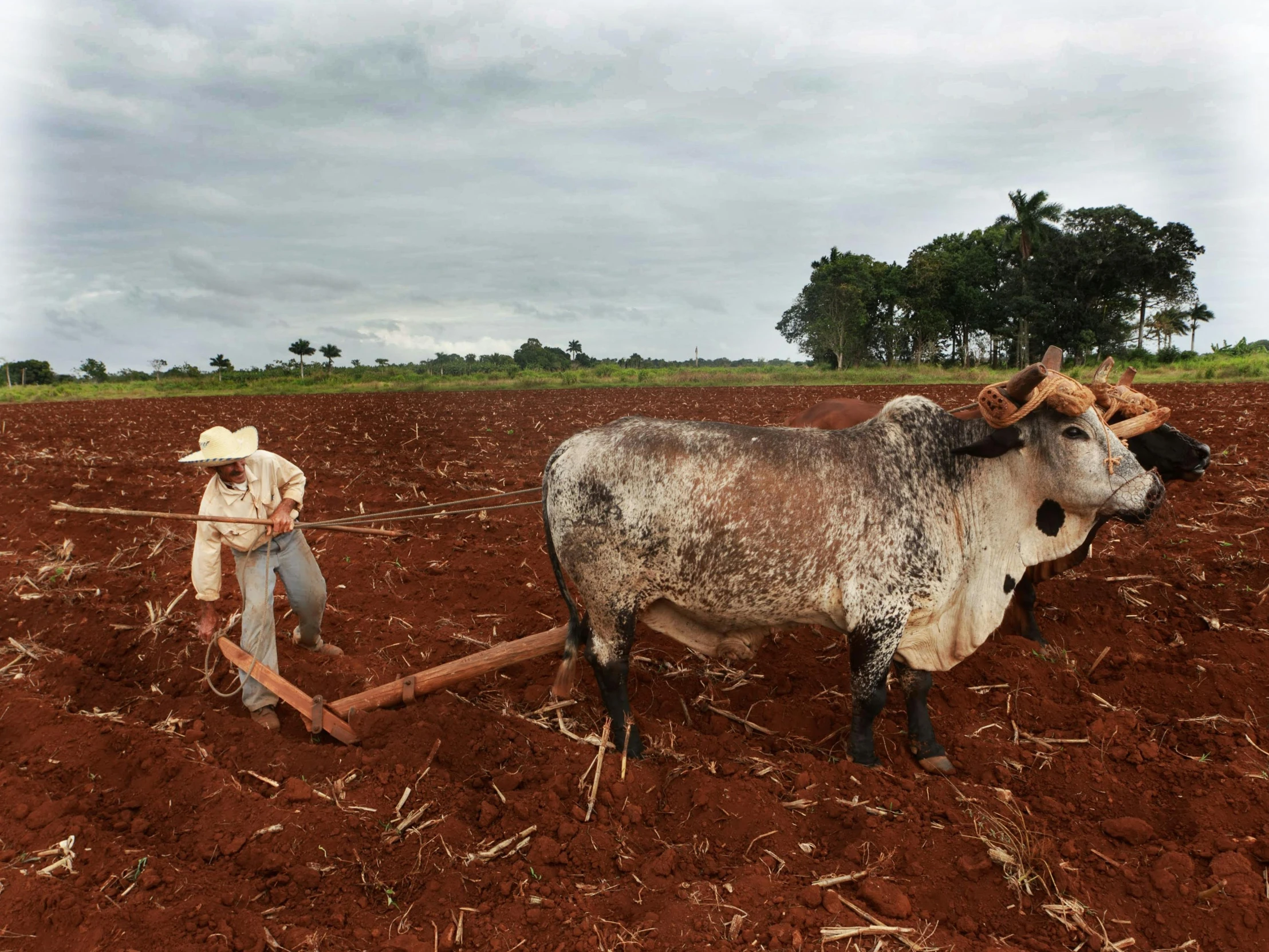 a man plowing a field with two oxen, an album cover, unsplash, cuba, hegre, scientific photo, no cropping