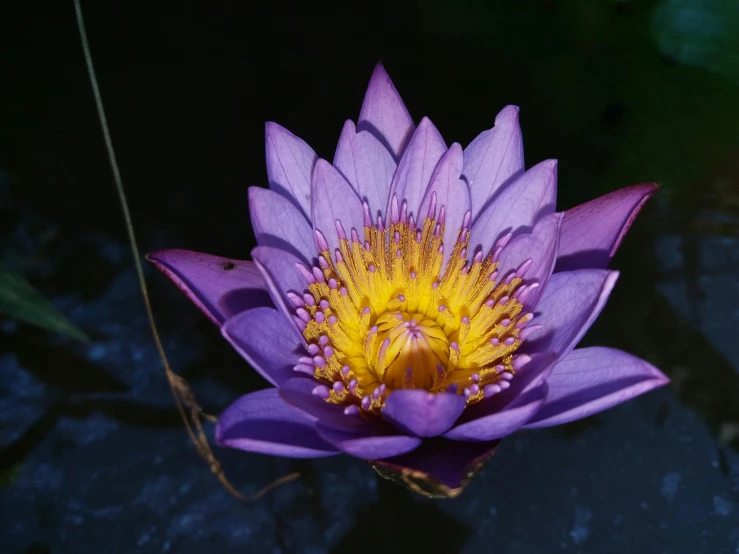 a close up of a purple flower in a pond, unsplash, hurufiyya, draped in silky purple and gold, laos, blue, lily pad