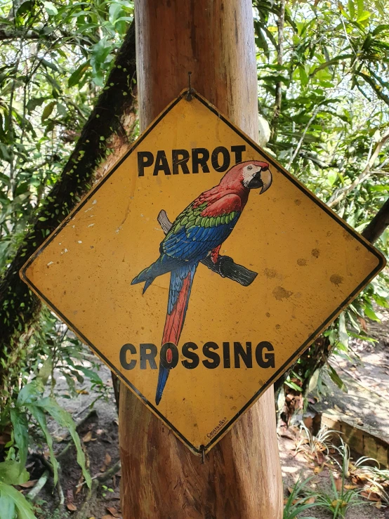 a parrot crossing sign hanging from a tree, trending on pexels, vines along the jungle floor, holding close, tall, well preserved