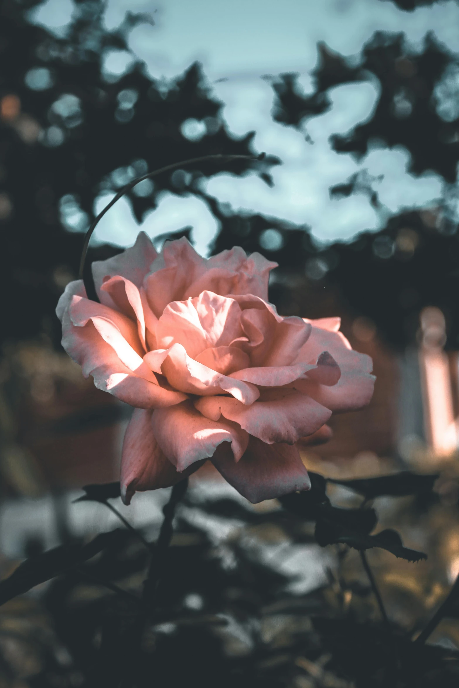 a pink rose sitting on top of a tree branch, inspired by Elsa Bleda, pexels contest winner, soft shade, seen from outside, unshaded, strong sunlight