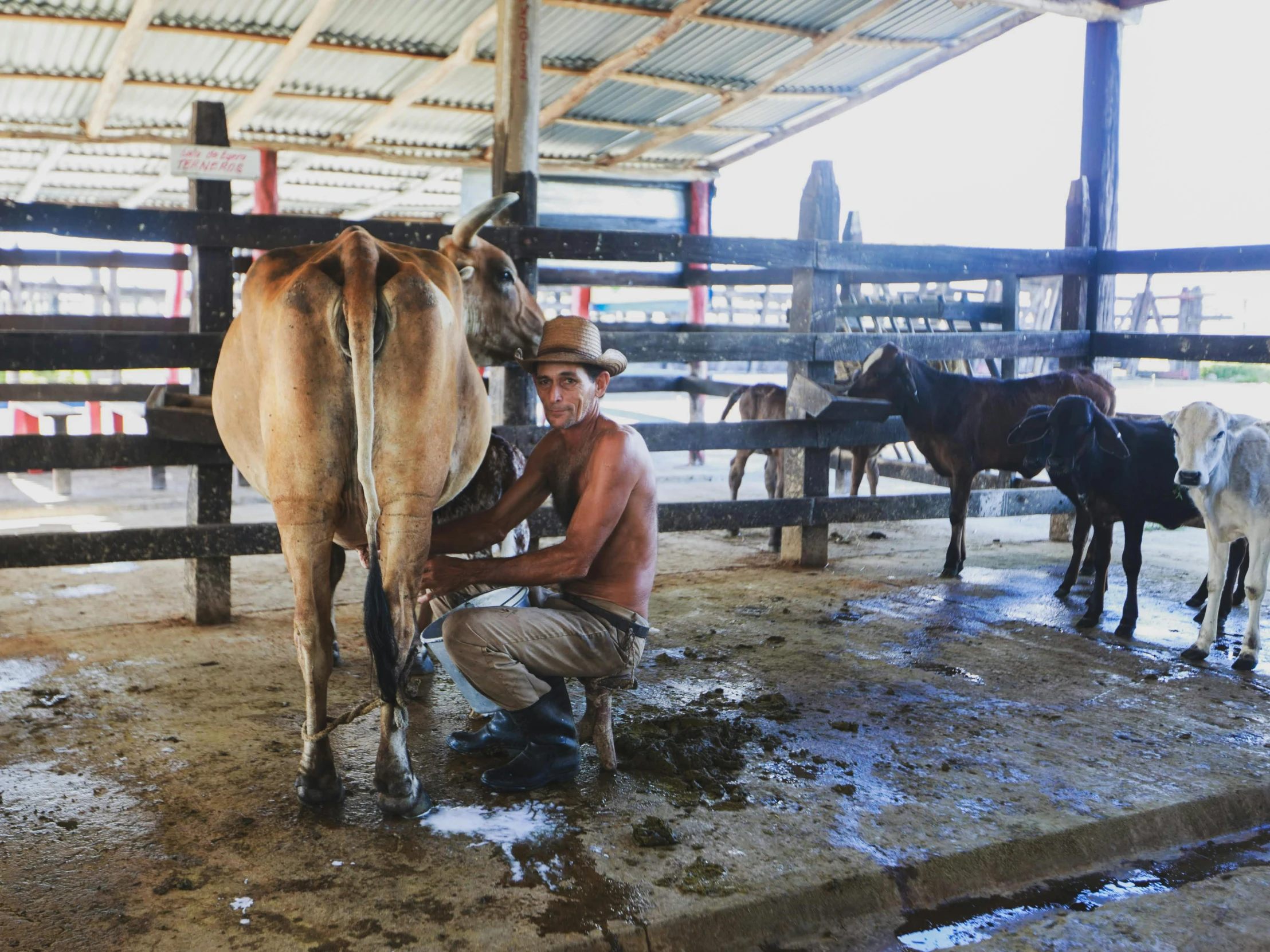 a man is milking a cow in a barn, by Daniel Lieske, pexels contest winner, city of armenia quindio, 👰 🏇 ❌ 🍃, on a hot australian day, mexican vaquero