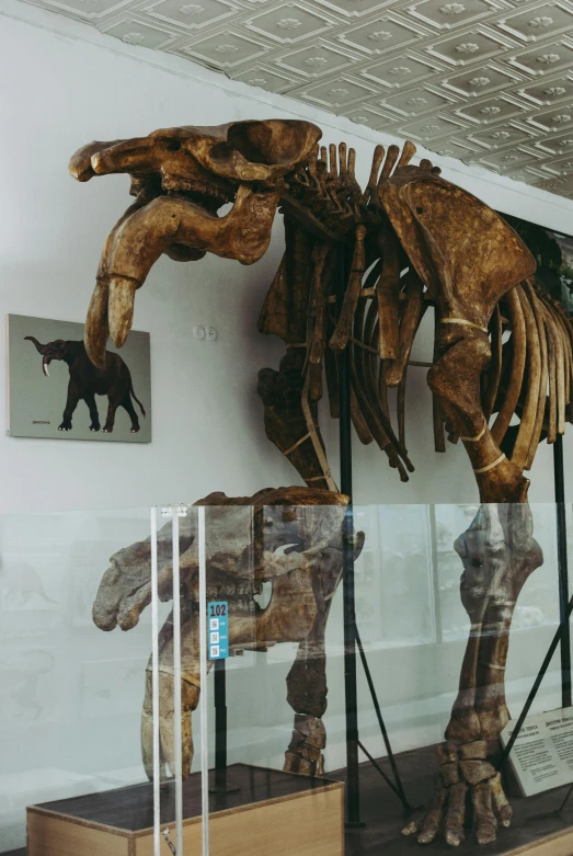 a mammoth skeleton on display in a museum, a statue, unsplash, dinosaur wooden statue, half grizzly bear, pony, in profile