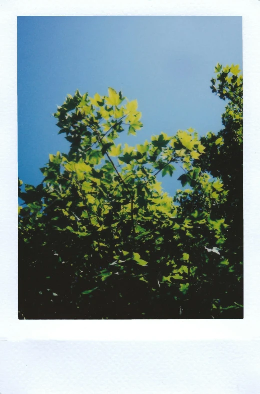 a polaroid picture of trees against a blue sky, by Nathalie Rattner, baroque, green backlight leaves, some yellow and blue, julia sarda, reza afshar