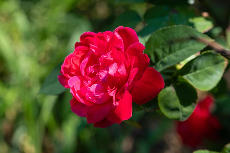 a close up of a red rose with green leaves, by Thomas Tudor, unsplash, renaissance, peony flower, salvia, youtube thumbnail, a wide shot