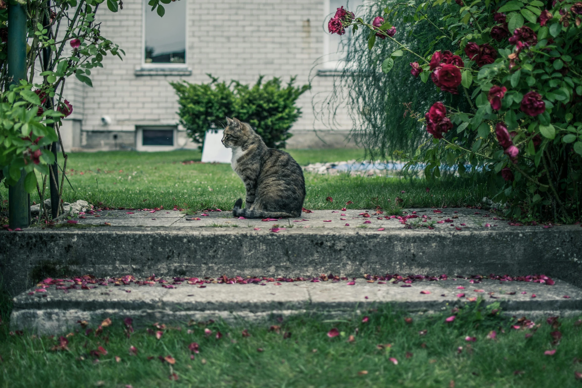 a cat that is sitting on some steps, by Emma Andijewska, pexels contest winner, sitting in the rose garden, in a suburb, cinematic shot ar 9:16 -n 6 -g, devastated