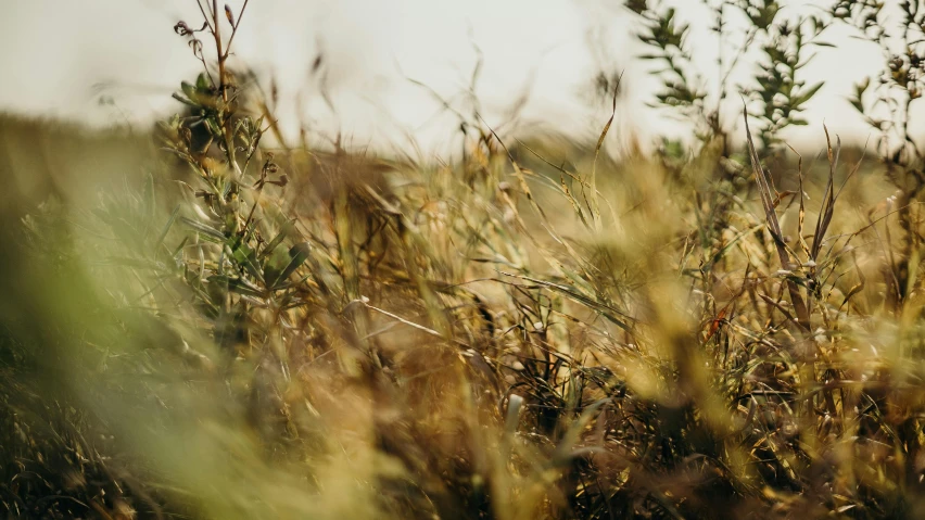 a red fire hydrant sitting in the middle of a field, by Daniel Lieske, trending on unsplash, extreme bokeh foliage, tumbleweeds, shades of gold display naturally, background image