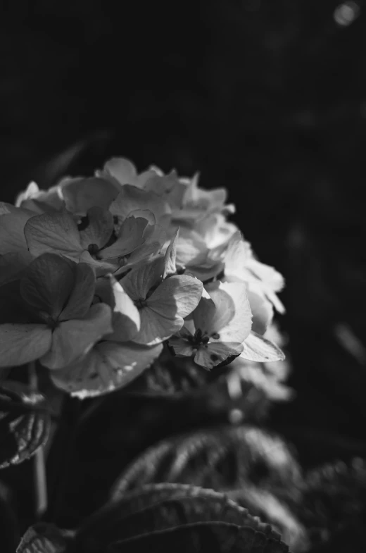 a black and white photo of a flower, a black and white photo, unsplash, romanticism, an isolated hydrangea plant, bokeh. i, 🌺 cgsociety, holga