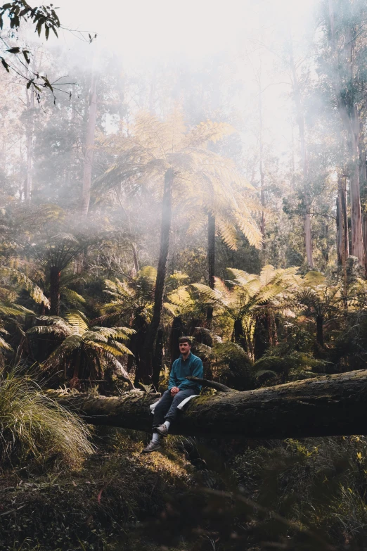 a person sitting on a fallen tree in a forest, a picture, inspired by Seb McKinnon, unsplash contest winner, australian tonalism, tree ferns, thick smoke around him, sitting in a colorful forest, lots of sunlight