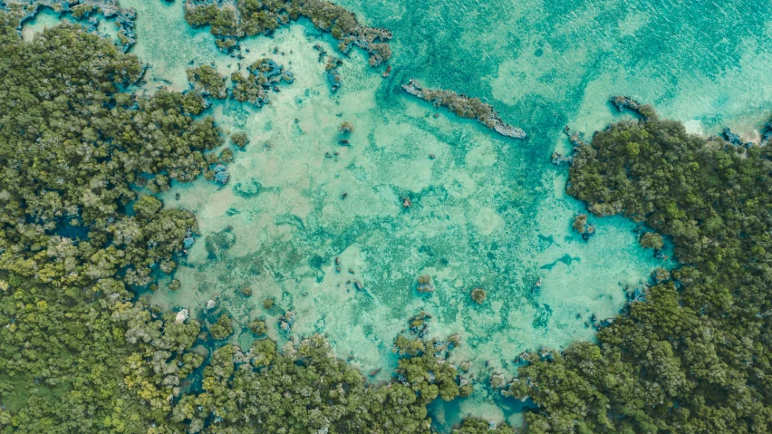 a large body of water surrounded by trees, an album cover, pexels contest winner, hurufiyya, tropical reef, air shot, thumbnail, floating. greenish blue