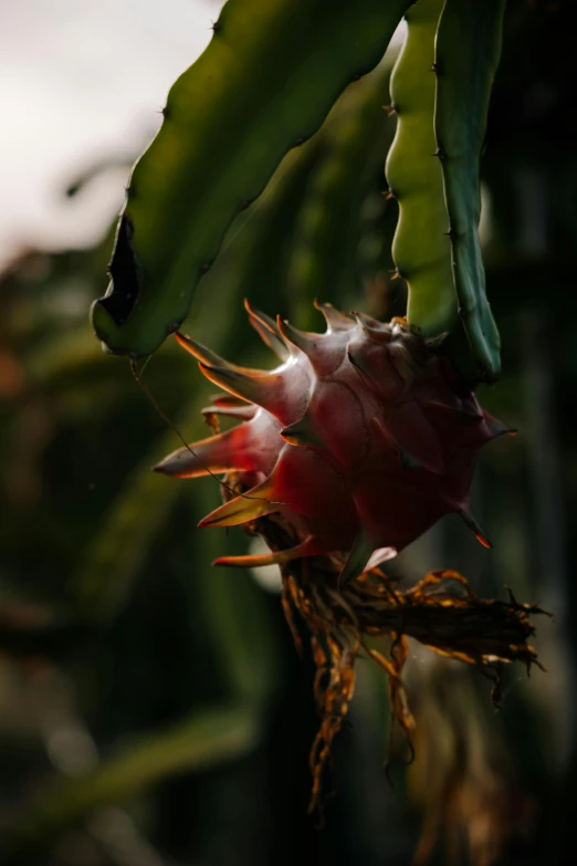 a close up of a flower on a plant, by Emanuel de Witte, sumatraism, dragon fruits, dusk setting, medium-shot, cinematic shot ar 9:16 -n 6 -g