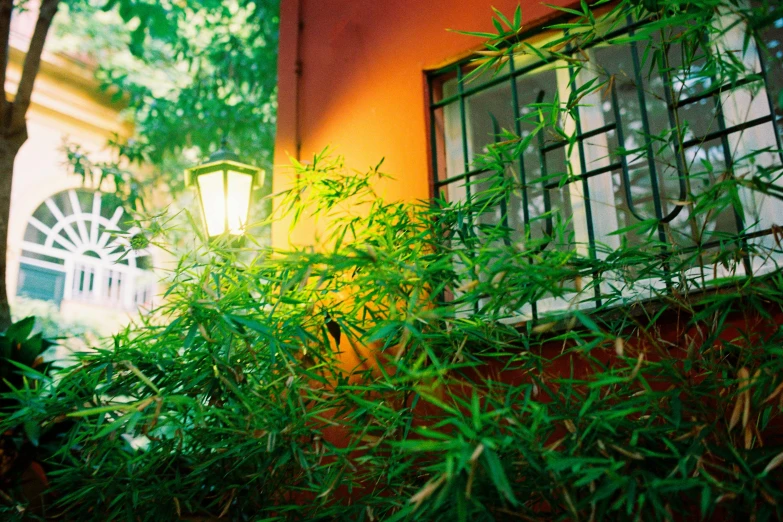 a green plant sitting in front of a window, a photo, streetlamps with orange light, with green cannabis leaves, in a garden of a house, orange hue