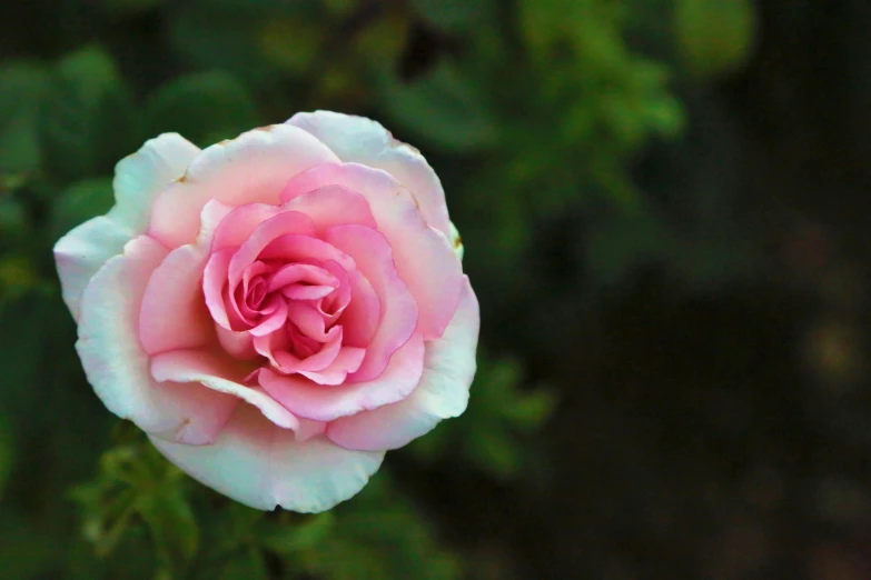 a pink rose with green leaves in the background, unsplash, pink white turquoise, shot on sony a 7, as photograph, blurred