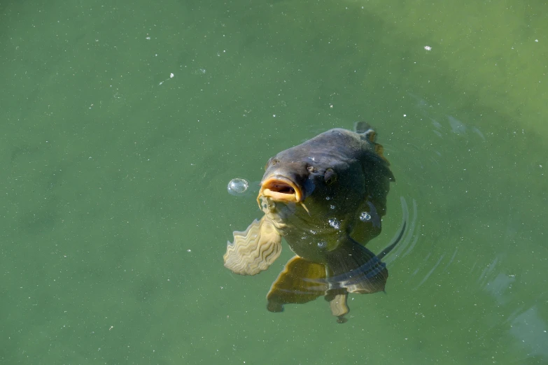 a fish that is swimming in some water, on a lake, eating, los carpinteros, lynn skordal