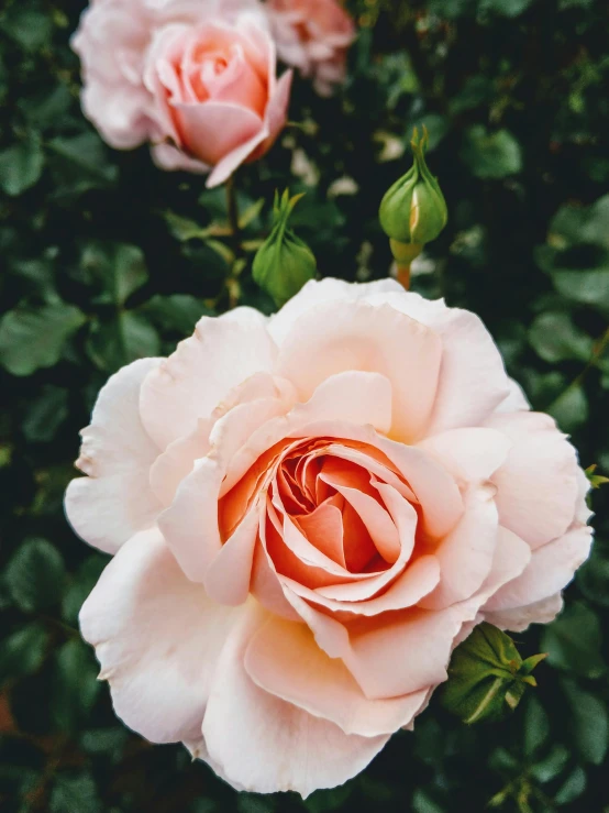 a couple of pink roses sitting on top of a lush green field, inspired by Rose O’Neill, trending on unsplash, pale orange colors, high angle close up shot, 2019 trending photo