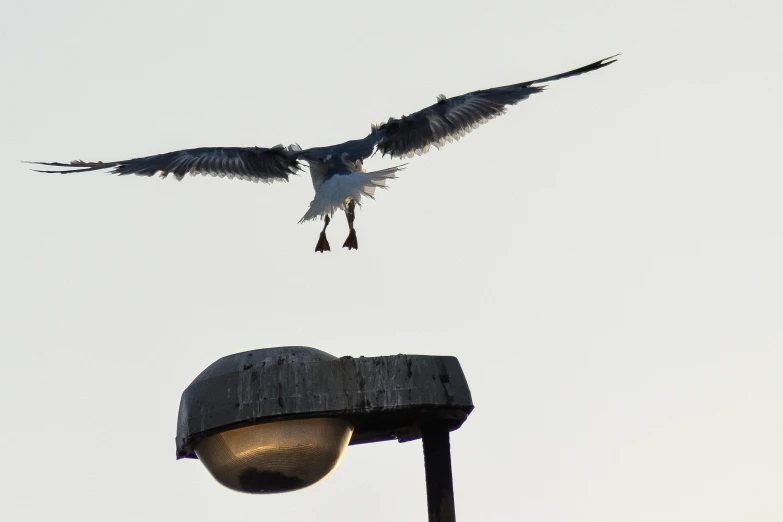 a bird that is flying over a street light, on a landing pad, street photo, wings open, battered