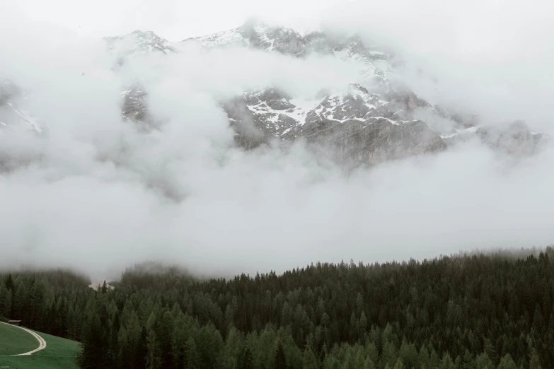 a herd of cattle grazing on top of a lush green field, a photo, pexels contest winner, romanticism, dark forest shrouded in mist, in the dolomites, with a snowy mountain and ice, landscape photo-imagery