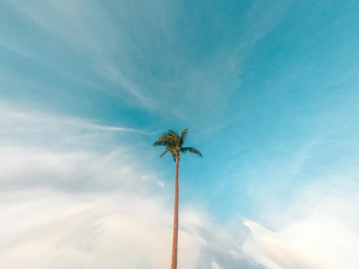 a tall palm tree sitting on top of a lush green field, unsplash contest winner, minimalism, worm's - eye view, under blue clouds, instagram post, beach aesthetic