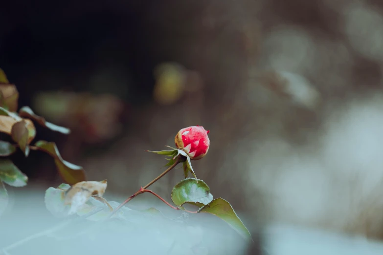 a red rose sitting on top of a leaf covered tree, a picture, inspired by Elsa Bleda, unsplash, medium format. soft light, pink, sprouting, hasselblad film bokeh