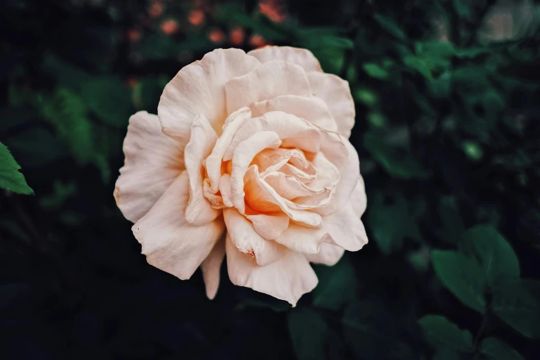 a close up of a flower with leaves in the background, pexels contest winner, romanticism, in shades of peach, roses, pale-skinned, instagram post