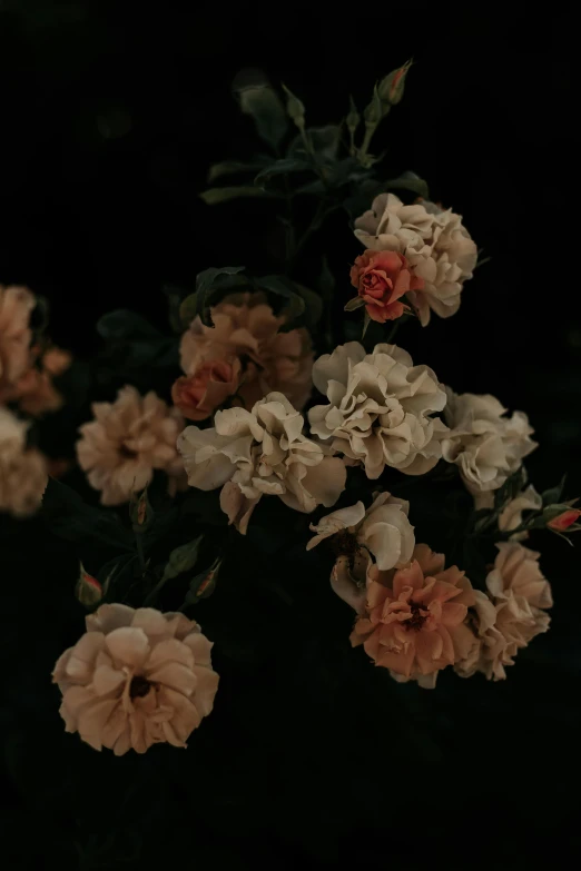 a bunch of flowers sitting on top of a table, an album cover, trending on unsplash, romanticism, as we fade in the dark, high quality photo, muted palette, rose garden