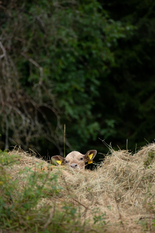 a cow sticking its head out of a pile of hay, unsplash, slide show, scotland, viewed from a distance, spying