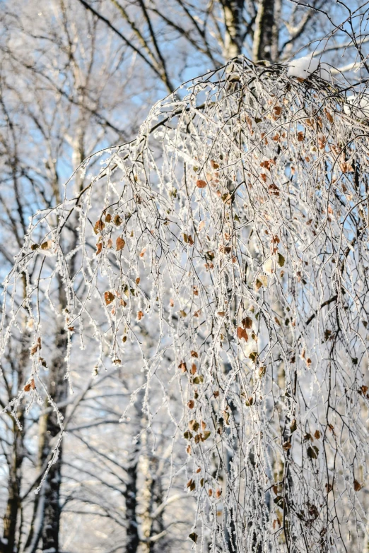 a group of trees covered in ice on a sunny day, a photo, inspired by Patrick Dougherty, pexels, betula pendula, weeping willows and flowers, minn, seeds