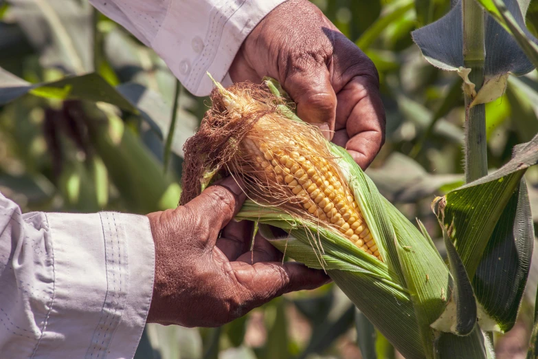 a close up of a person holding an ear of corn, by Daniel Lieske, pexels contest winner, mongezi ncaphayi, gardening, avatar image, historical photo