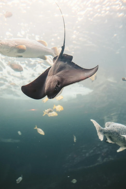 a manta ray swimming in the ocean surrounded by fish, a picture, by Jan Tengnagel, unsplash contest winner, renaissance, zoo, utrecht, high light on the left, hazy