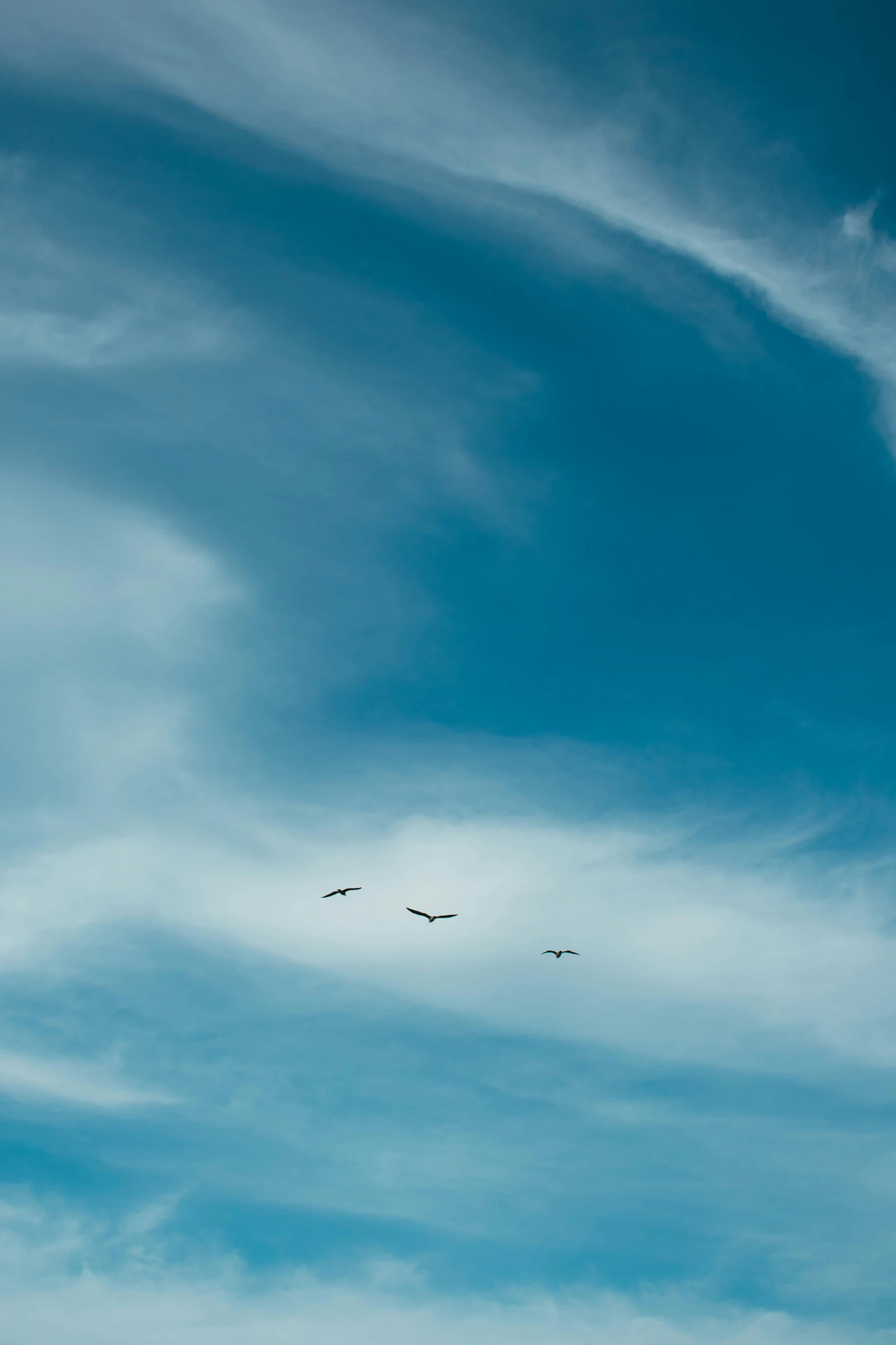 a group of birds flying in a blue sky, by Andries Stock, unsplash, minimalism, three, landscape photo