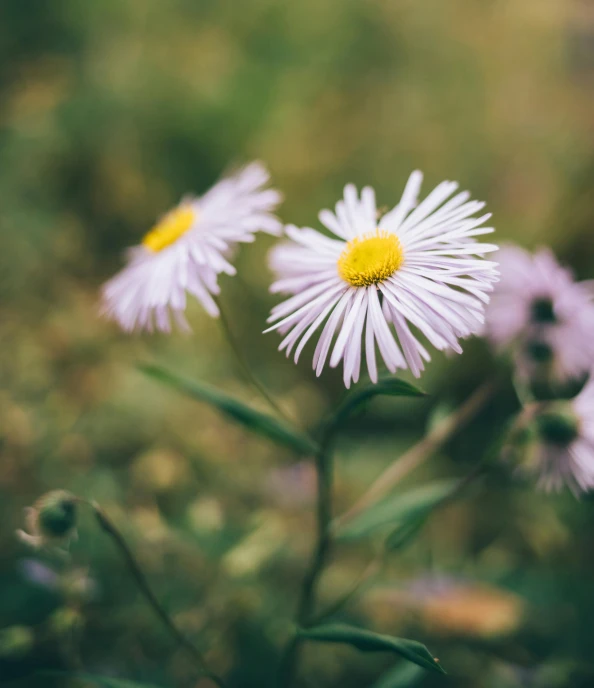 a couple of white flowers sitting on top of a lush green field, a macro photograph, by Sebastian Spreng, unsplash, pink yellow flowers, ari aster, today\'s featured photograph 4k, dreamy hazy