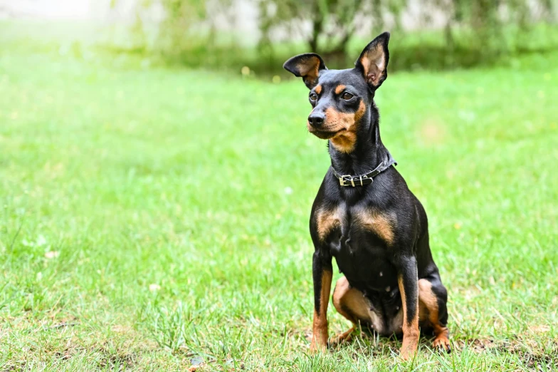 a black and brown dog sitting on top of a lush green field, pexels contest winner, renaissance, breed russian brown toy terrier, youtube thumbnail, smooth and sharp, pet animal